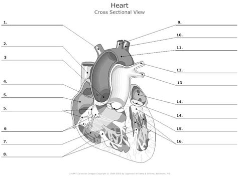 Find the indicated structures in the diagrams provided, based on the directional terms given. Cross Sectional View of the Human Heart Unlabeled ...