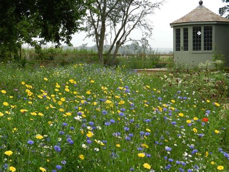 Wild Flowers For Bees And Butterflies Wild Flower Lawns And Meadows