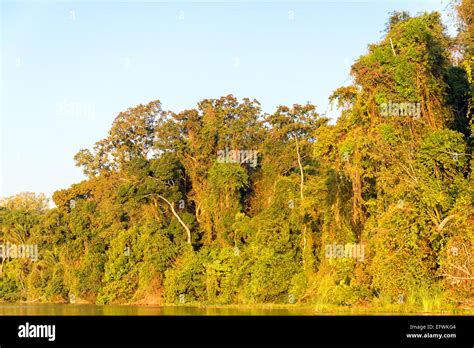 Foliage Of The Amazon Rainforest Bathed In Golden Light At Sunset In