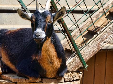 Black And Brown Goat Free Stock Photo Public Domain Pictures