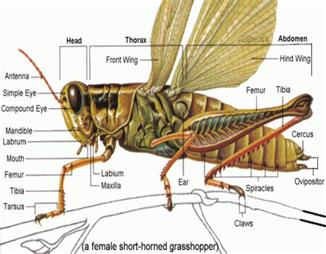The Parts Of A Grasshopper Are Labeled In This Diagram With Labels On Each Side