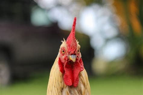 7 Reasons Why You Should NOT Have a Rooster! - The Organic Goat Lady