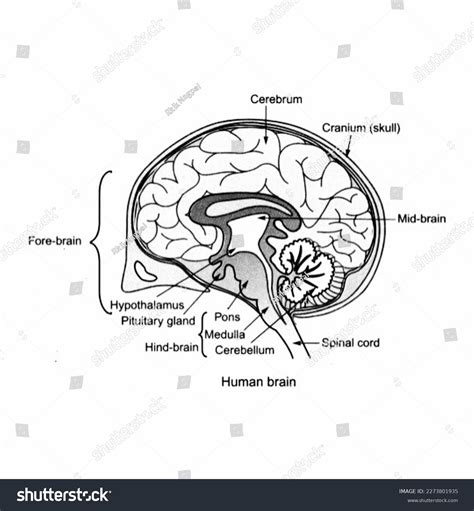 Human Brain Diagram Biology Medical Science Stock Illustration