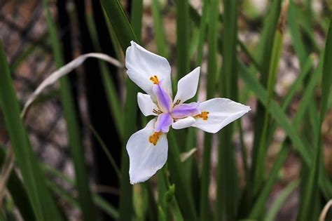 We did not find results for: Is Butterfly Iris Poisonous to Cats and Dogs?