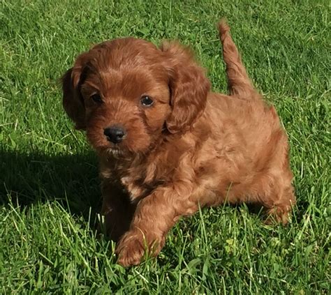 Cavapoo Puppies For Sale New Holland Pa 309601