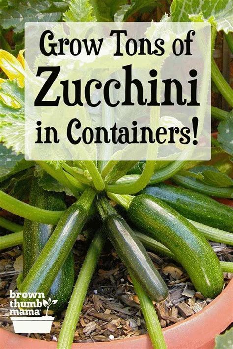 Many people assume that they can't grow zucchini because, like other squash varieties, the vines like to spread out. How to Grow Zucchini in Containers in 2020 | Patio container gardening, Growing zucchini ...