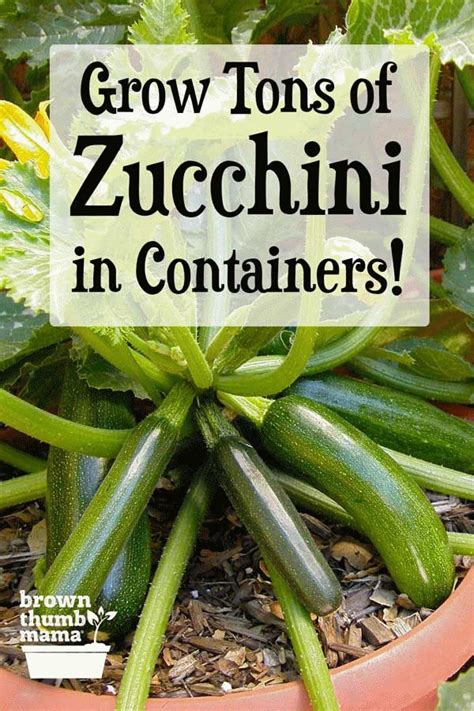 Solanaceae (potato and tomato family) ●. How to Grow Zucchini in Containers in 2020 | Patio ...