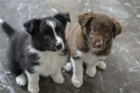 12 Border Collie Mix Dogs Were Totally Obsessed With Your Dog Advisor