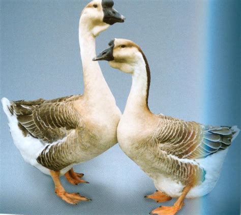 Majestic Waterfowl Sanctuary Breed And Gender Identification Of Geese