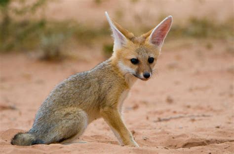 Cape Fox South Africa Mammal Guide