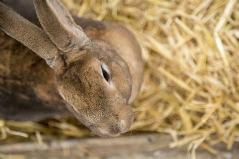 Rabbit Free Stock Photo Public Domain Pictures