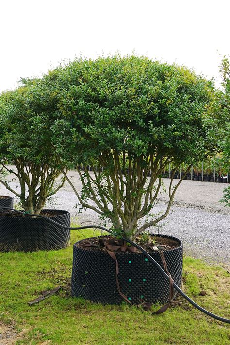 Osmanthus Burkwoodii Frühlings Duftblüte Pflanzen Garten