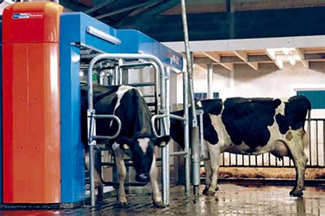 A Ordenha Robotizada A Alimentação E O Maneio Das Vacas Leiteiras Agros