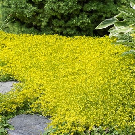 Sedum Acre Seeds Yellow Stonecrop Ground Cover Seed Ground Covering