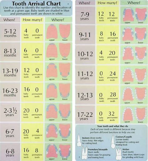 Leaps And Growth Spurts Chart