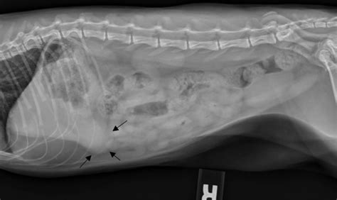 Avoiding erect pictures where unnecessary and avoiding plain films for haematemesis will reduce the in an erect film, a fluid level in the stomach is normal as may be a level in the caecum. Two Common Pitfalls of Abdominal Radiographs in Dogs and ...