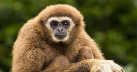 Extinct Gibbon Discovered In Ancient Chinese Tomb