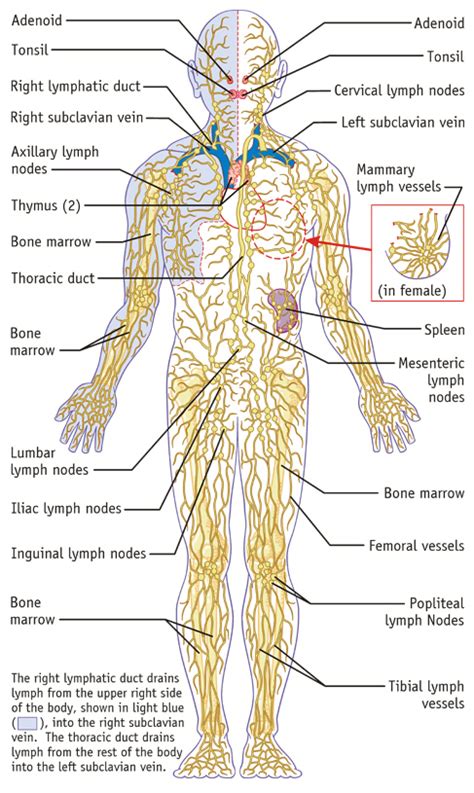 Immune System And Lymphatic Systems Health Life Media