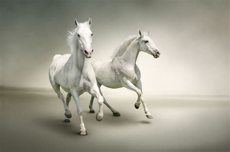 White Horses Wallpapers Wallpaper Cave