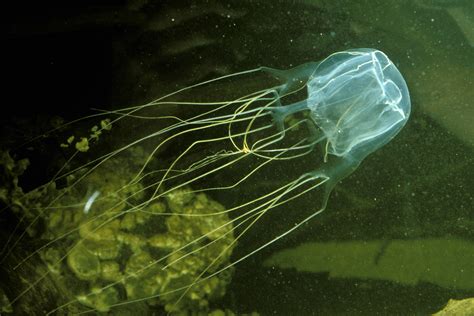 Antidote Found For Australias Highly Venomous Box Jellyfish