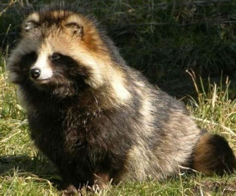 Raccoon Dog L Fascinating Canid Our Breathing Planet