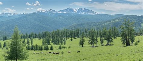 Premium Photo Summer Mountain Landscape Greenery Of Meadows And
