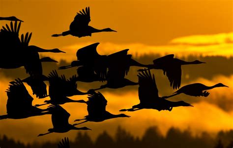 Flying Quail Silhouette