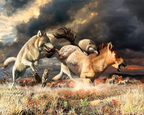 Shift In Diet Allowed Gray Wolves To Survive Ice Age Extinction My Droll