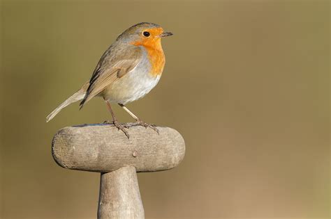 Robins Paul Miguel Wildlife Photography