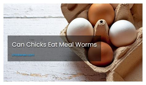 Can Chicks Eat Meal Worms Chickenev Com