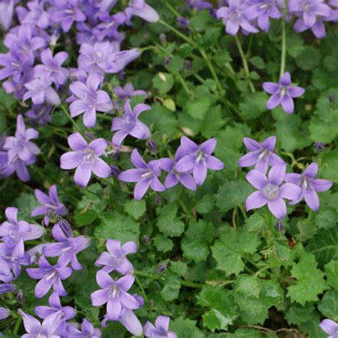 Purple flowering bushes are not that common; Plant identification blue and purple flowers
