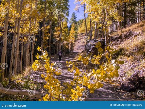 Hiker On The Inner Basin Trail During Fall Near Flagstaff Az Stock