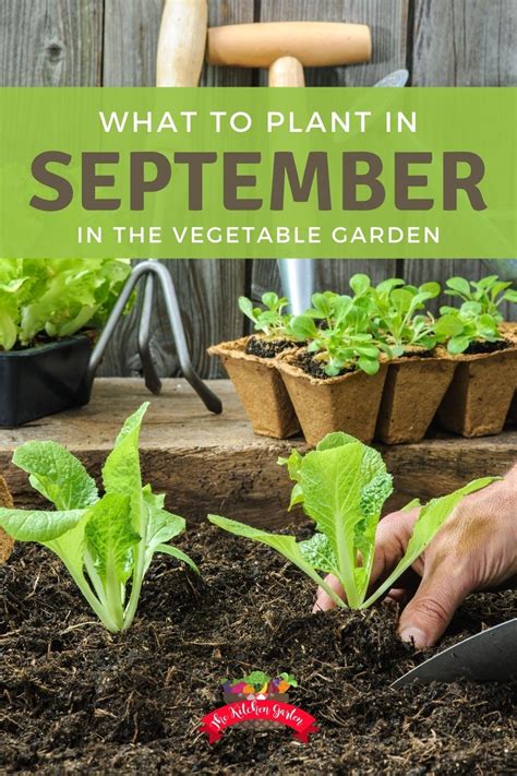 What To Plant In September Fall Garden Vegetables Fall Vegetables