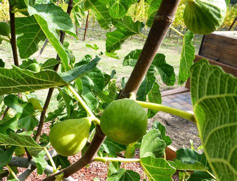 After several years, the branches should be horizontal, radiating out from the trunk. Foods For Long Life: What To Do With Fresh Figs - Enjoy ...