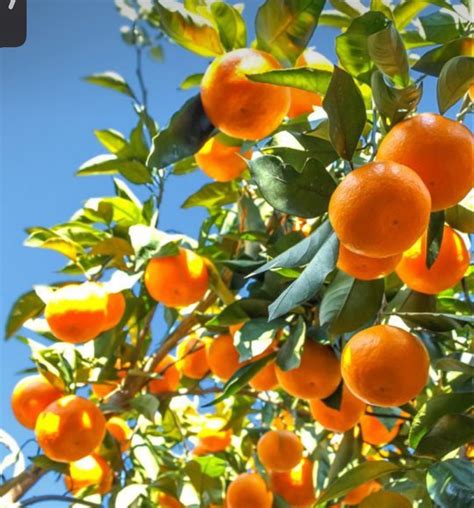 Citrus Trees Fruit Trees Orange Trees Satsuma Tree Mandarin Tree
