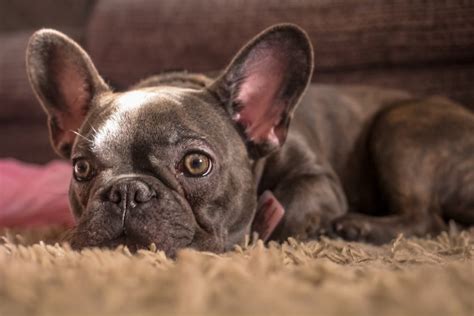 In fact, 72% of the french. Do French Bulldogs Get Cold At Night? - French Bulldog Breed