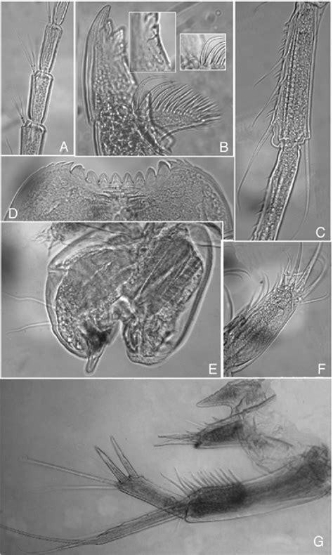 Paraeobathynella Siamensis N Sp Male Holotype A Antennule Detail
