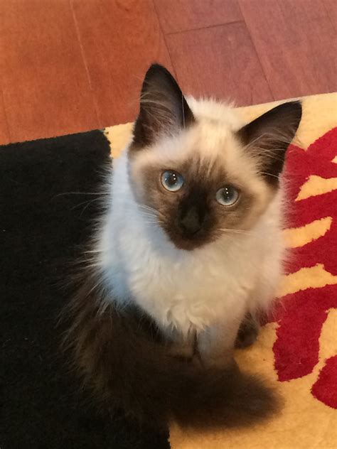 Meet Our 5 Month Old Seal Point Balinese Kitten Phoebe Love