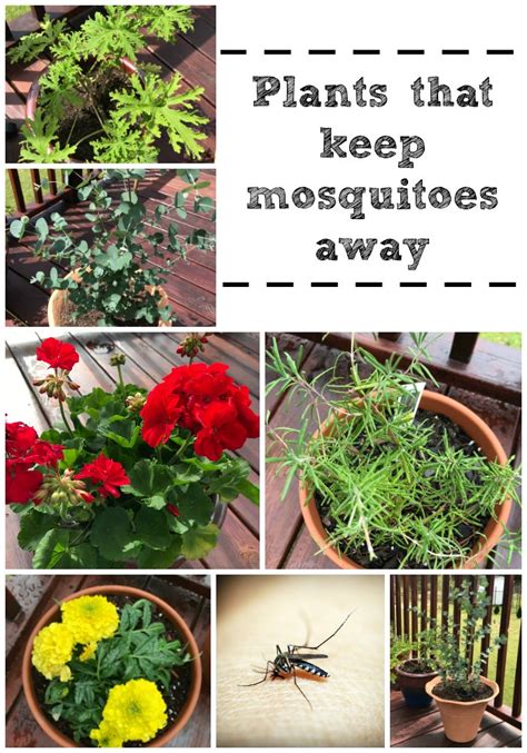 The Best Plants To Help Keep Mosquitoes Away Mom Files