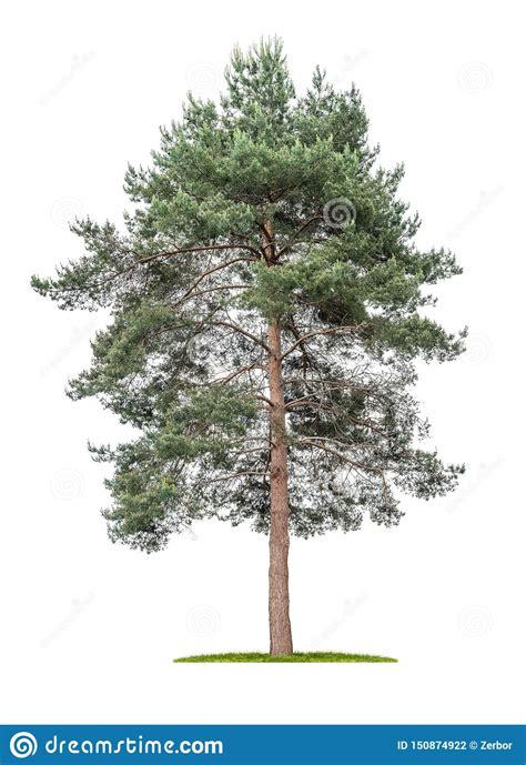 Isolated Tree On A White Background Pine Pinus Stock Photo Image