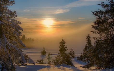 Landscape Nature Sunset Winter Mist Forest Snow Trees Cold