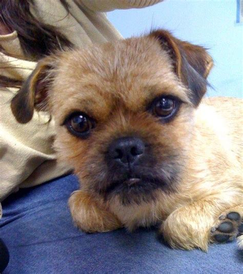 14 Unreal Yorkshire Terrier Cross Breeds You Have To See To Believe