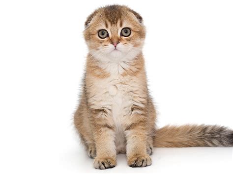 Scottish Fold Munchkin Cat A Mix Of Two Popular Cat Breeds