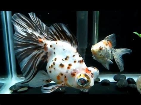 However, many telescope eyed fancy goldfish develop various another tail fin (caudal fin) shape including the butterfly tail shape, the broadtail shape, the veil tail shape, as well as long and flowing. Calico Butterfly Telescopes and Ryukin Goldfish - YouTube