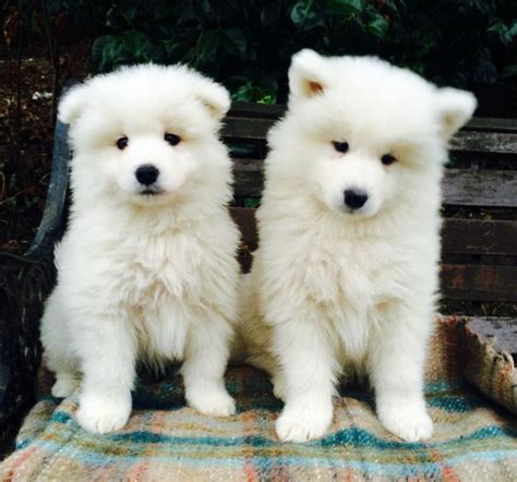 Samoyed For Sale In Durham County 1 Petzlover