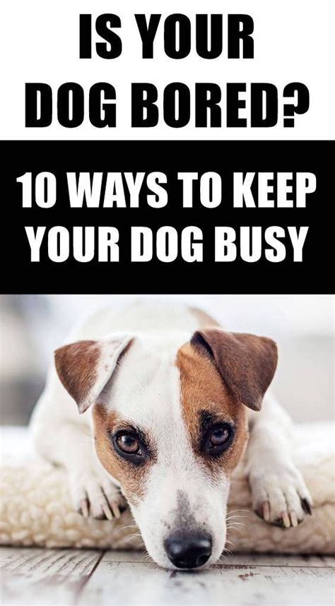 We did not find results for: Looking for some easy ways to keep your dog busy indoors ...