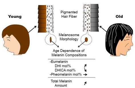 Ijms Free Full Text Effects Of Aging On Hair Color Melanosome