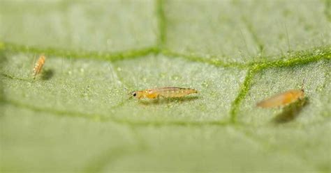 35 Common Garden Pests And How To Get Rid Of Them Plant Propagation