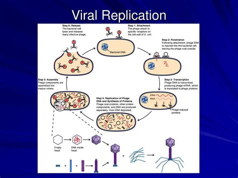 Ppt Viruses Powerpoint Presentation Free Download Id594079