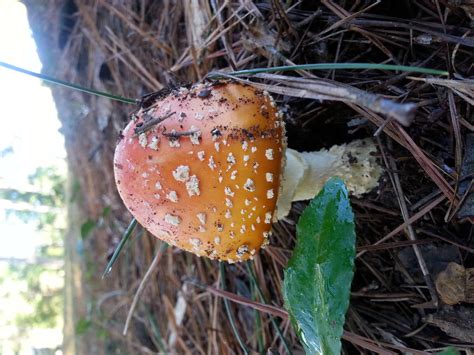 North Ga Id Request Mushroom Hunting And Identification